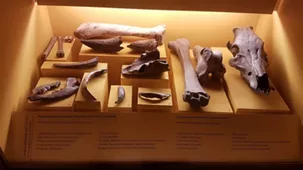 Museo Archeologico Nazionale di Fratta Polesine