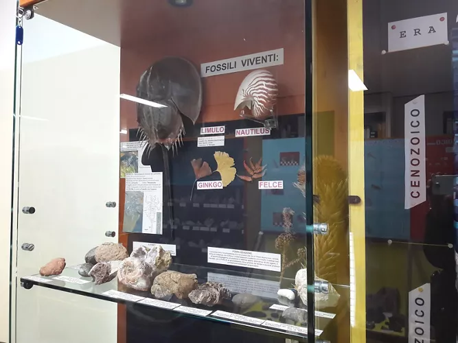 Museo archeologico e naturalistico di Tarcento