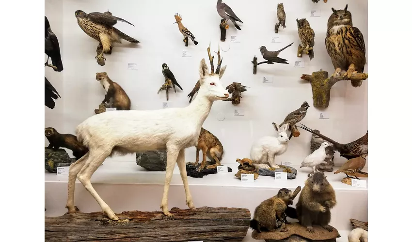 Musée de Gherdëina