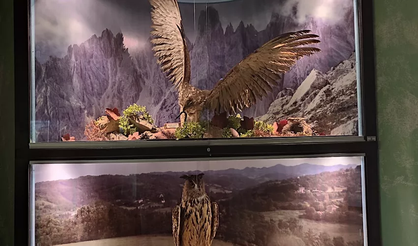 Museo Ornitologico Naturalistico "S. Bambini"