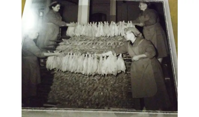 Museo storico-scientifico del tabacco