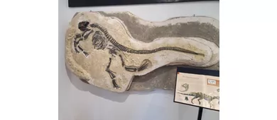 Museo Vulcanologico di San Venanzo