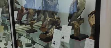 Museo di Storia Naturale di Chies d'Alpago
