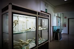 Museo di Storia Naturale di Chies d'Alpago