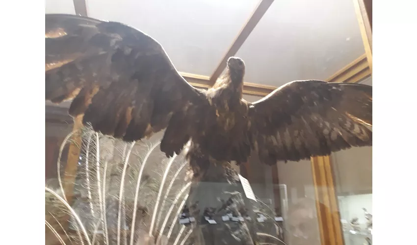 Museo di Scienze Naturali "Antonio De Nardi"