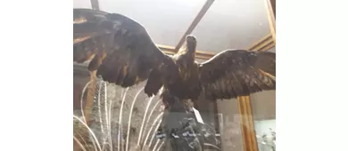 Museo di Scienze Naturali "Antonio De Nardi"
