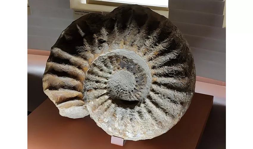 Museo di Storia Naturale Giancarlo Ligabue