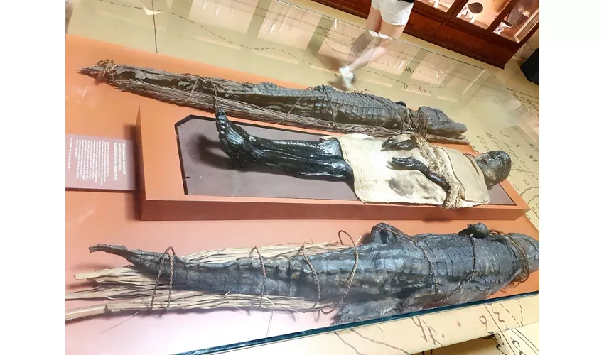 Musée d'histoire naturelle Giancarlo Ligabue