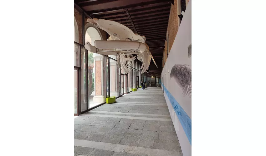 Naturkundemuseum Giancarlo Ligabue