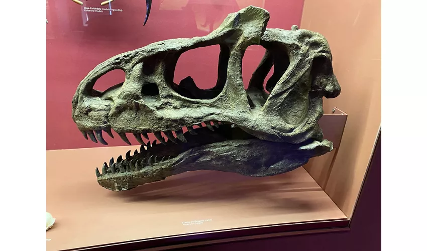 Museo di Storia Naturale Giancarlo Ligabue