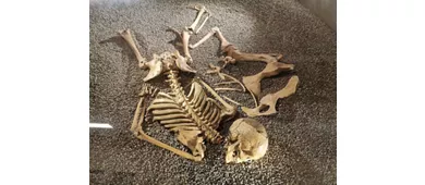 Centro Ambientale Archeologico - Pianura di Legnago – Museo Civico