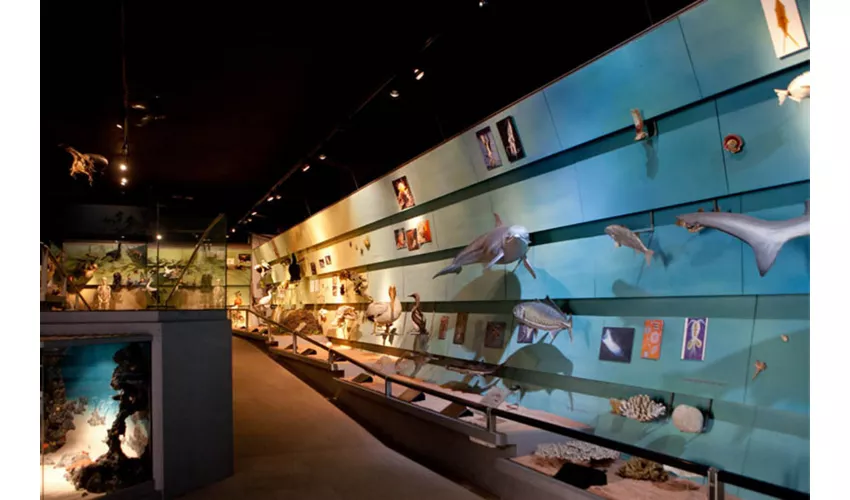 Museu de História Natural