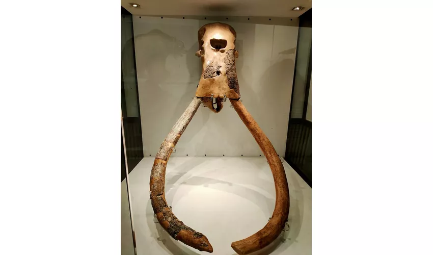 Musée d'histoire naturelle