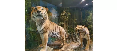 Museu de História Natural