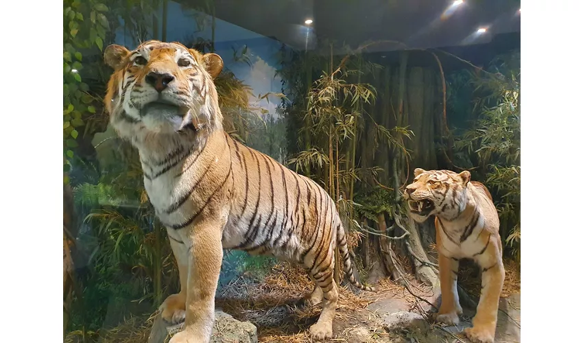 Musée d'histoire naturelle