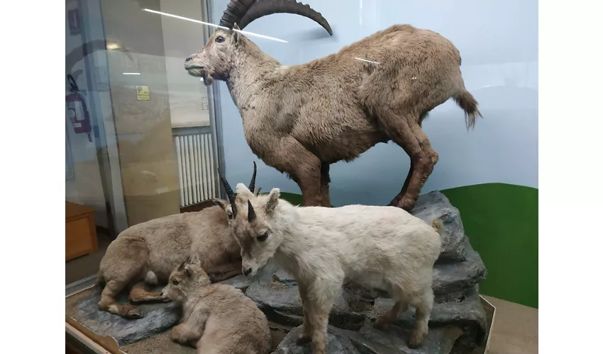 Musée d'histoire naturelle