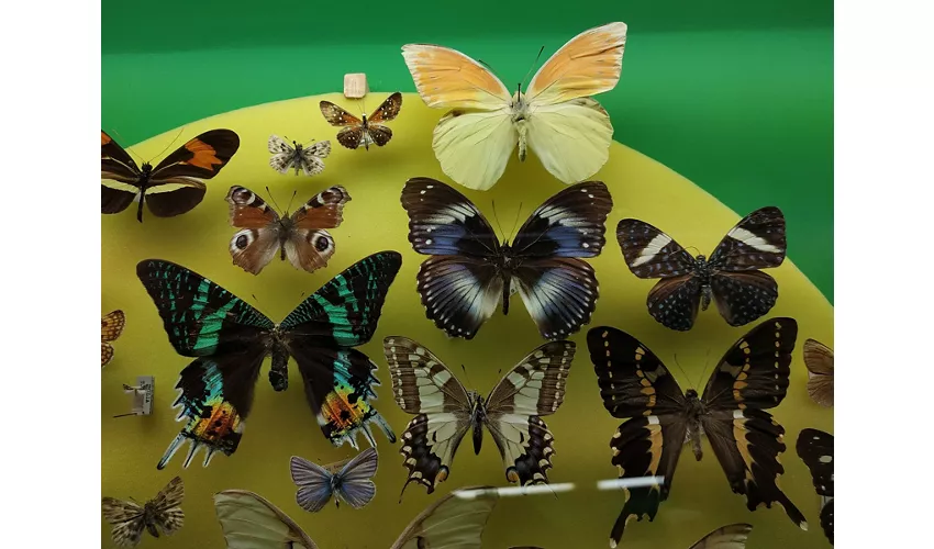 Musée d'histoire naturelle
