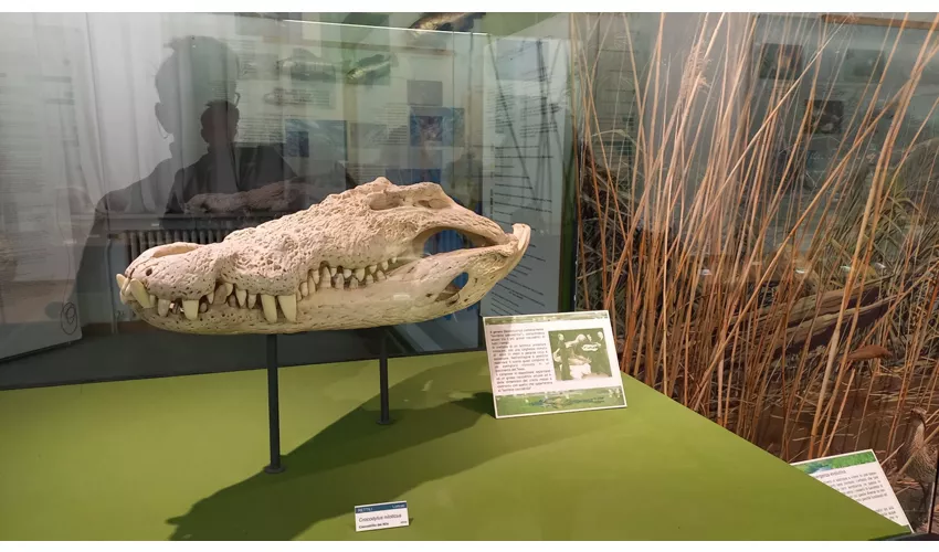 Musée d'histoire naturelle