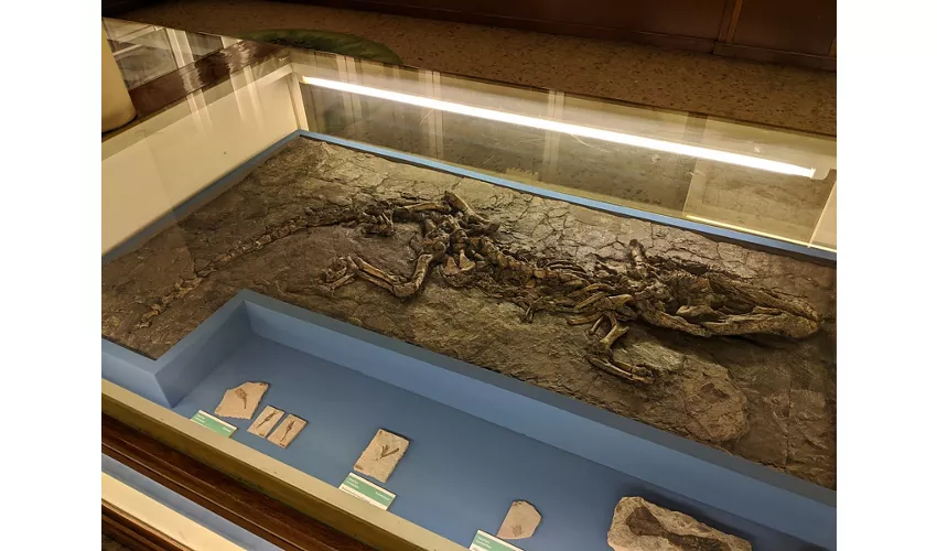 Museu de História Natural