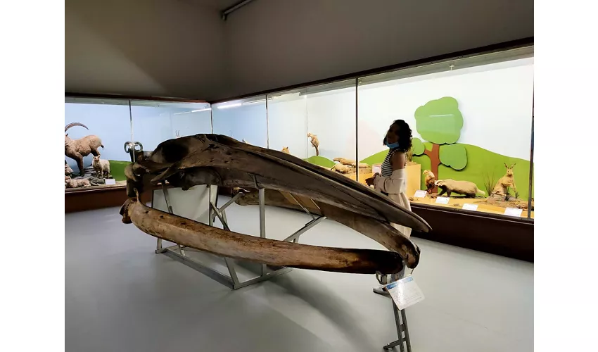 Museu de História Natural