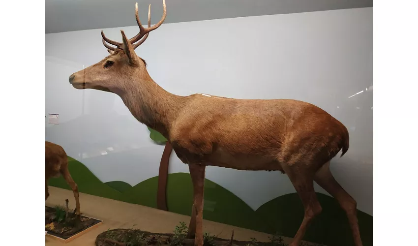 Musée d'histoire naturelle