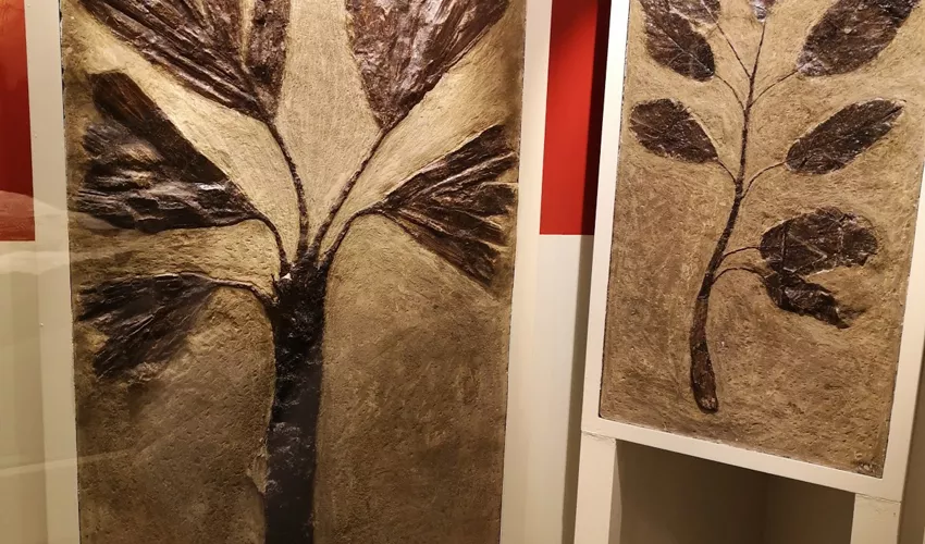 Museo dei Fossili di Bolca