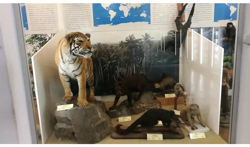 Museo di Zoologia dell'Università di Catania