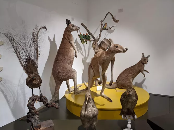 Museo di Zoologia dell'Università di Catania