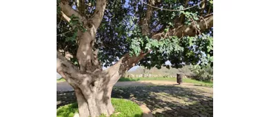 Parco archeologico di Occhiolà