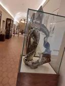 Museo Naturalistico Francesco Minà Palumbo