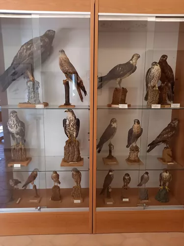 Museo Naturalistico Francesco Minà Palumbo