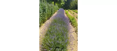 Kräutergarten Augusto Rinaldi Ceroni, Casola Valsenio (RA)