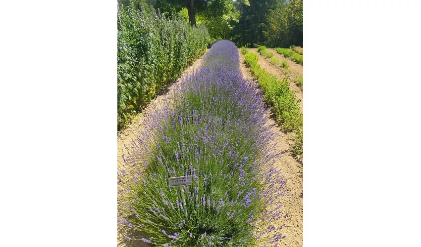 Giardino Delle Erbe Augusto Rinaldi Ceroni, Casola Valsenio (RA)