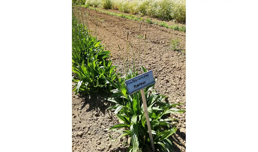 Jardin des herbes Augusto Rinaldi Ceroni, Casola Valsenio (RA)