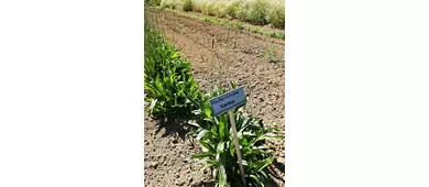 Jardin des herbes Augusto Rinaldi Ceroni, Casola Valsenio (RA)