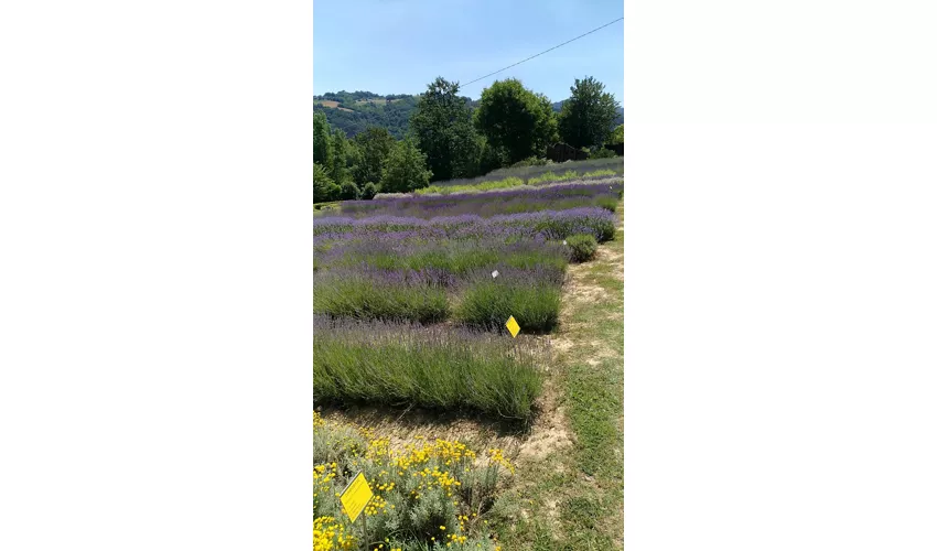 Giardino Delle Erbe Augusto Rinaldi Ceroni, Casola Valsenio (RA)