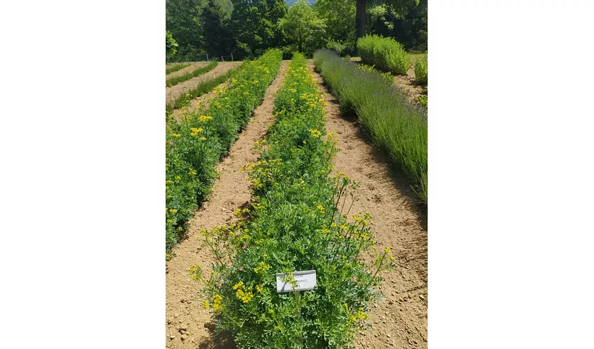 Giardino Delle Erbe Augusto Rinaldi Ceroni, Casola Valsenio (RA)