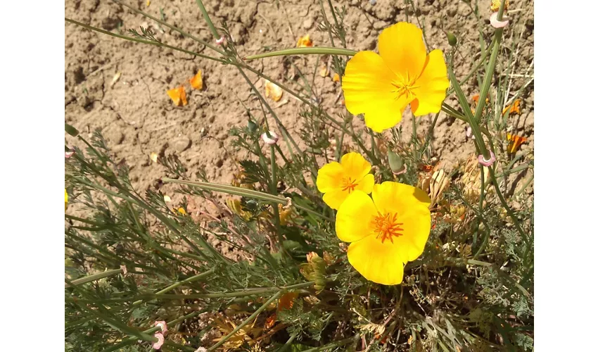 Kräutergarten Augusto Rinaldi Ceroni, Casola Valsenio (RA)
