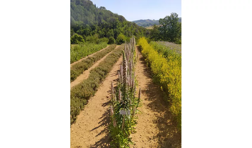 Kräutergarten Augusto Rinaldi Ceroni, Casola Valsenio (RA)