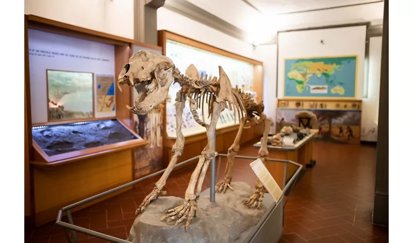 Musée municipal de paléontologie