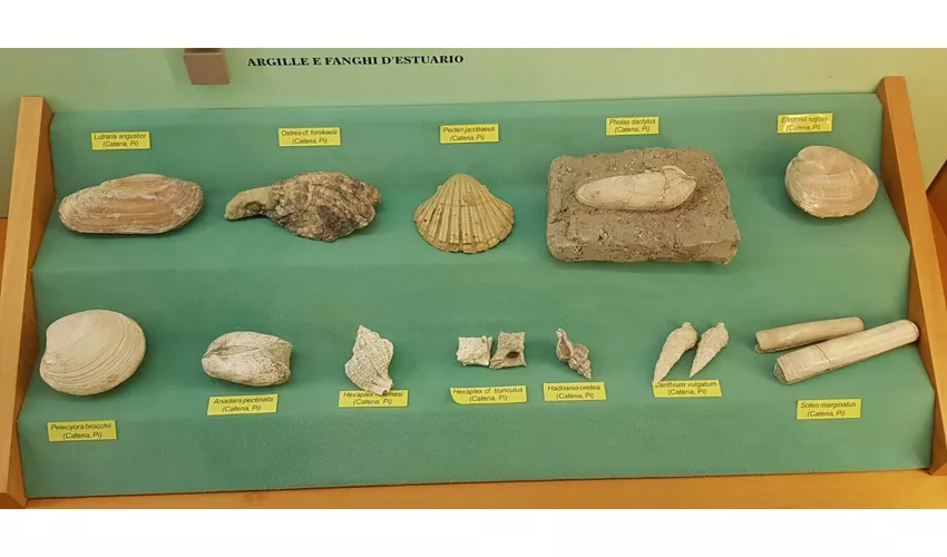 Museo Civico di Paleontologia