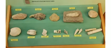 Museo Civico di Paleontologia