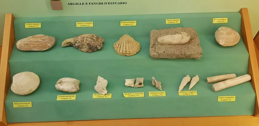 Museo Civico di Paleontologia