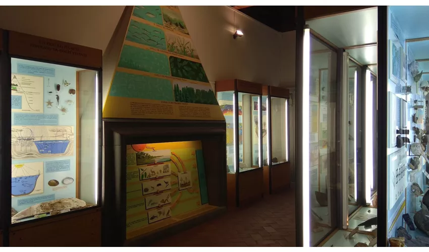 Musée municipal de paléontologie