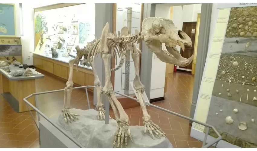 Museu Cívico de Paleontologia