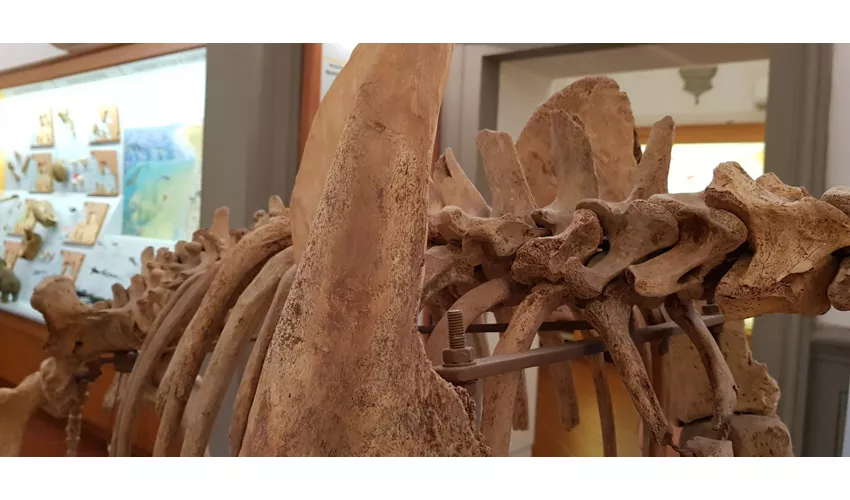 Museu Cívico de Paleontologia