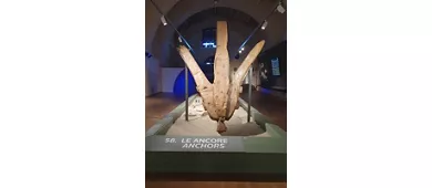 Museo delle Navi Antiche di Pisa