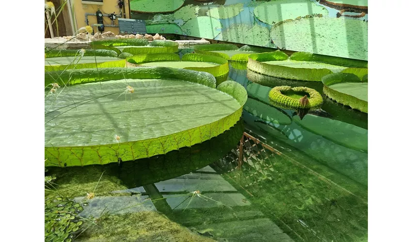 Orto e Museo Botanico, Pisa - Italia.it