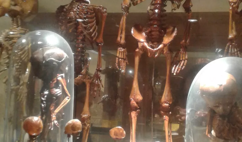 Museo di Anatomia Umana Filippo Civinini