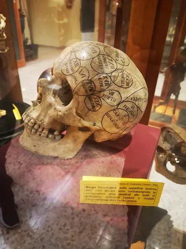 Museo di Anatomia Umana Filippo Civinini